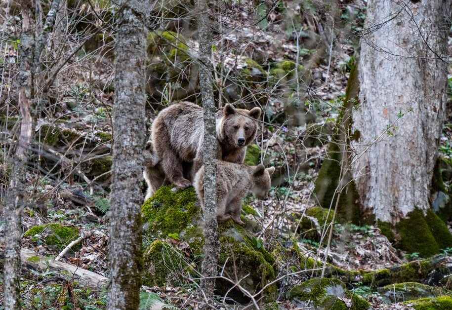 秋田県のクマ被害件数の推移【2026年】