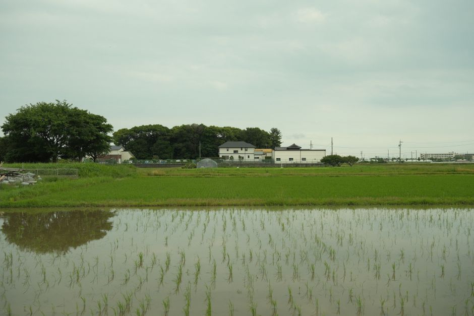 三種町じゅんさいの後継者不足【2026年】